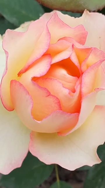 Роза Джалита | Ростов-на-Дону | Small Gardens