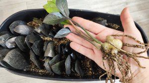 ПЕРВАЯ ВАЖНАЯ ПОДКОРМКА ЗАМИОКУЛЬКАСА, Корни и клубень Растут как на Дрожжах