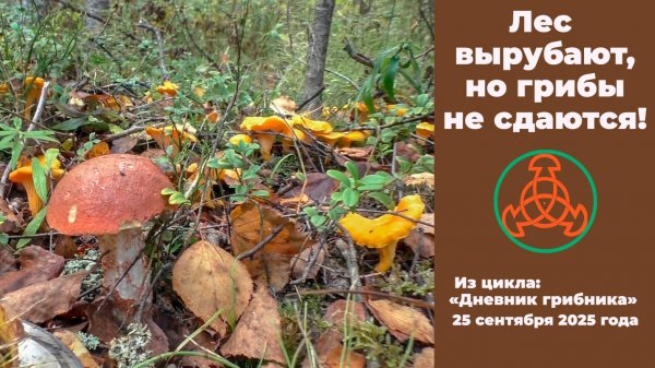 Лес вырубают, но грибы не сдаются! Дневник грибника. 25 сентября 2025 года.