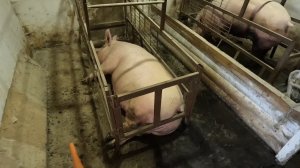 Свиноводство. Маленькие поросята. Выход туши ландрас + темпо