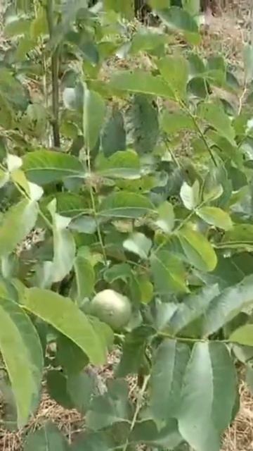 Скороплодный орех Идеал Россия. Small Gardens