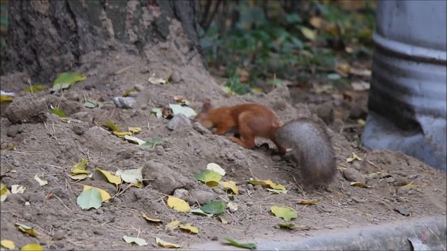 Белочка ищет припрятанные запасы 24.09.2025 смотреть онлайн