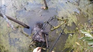 Открытие охоты на бобра 2025 (Будни охотника и рыбака)