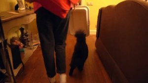 ВСТРЕЧА С ПИТОМЦАМИ после РАССТАВАНИЯ | КОШЕЧКА БАТТЕРС на меня ОБИДЕЛАСЬ и УБЕЖАЛА