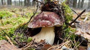 БОРОВИКИ В ОКТЯБРЕ! Одни в лесу! Грибы 2025