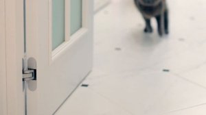 10 ФАКТОВ О СОБАЧКЕ ЭЛИС