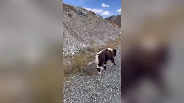 Неравнодушные люди помогли малышу-яку на Чуйском тракте смотреть онлайн