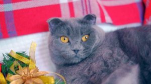 10 ФАКТОВ О МОЕМ ТЕЛЕ - ШРАМ НА ЛИЦЕ! ОТКУДА ОН? ВОЛШЕБНЫЙ КОТИК