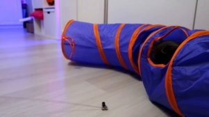 Котенок Баттерс ПРЫГАЕТ через ТОННЕЛЬ | Прыжки через ТОННЕЛЬ