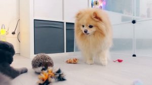 ПОБЕГ из ТЮРЬМЫ ЧЕЛЛЕНДЖ! КТО ПОСЛЕДНИЙ покинет ТЮРЬМУ ? ЗАПЕРЛИ КОШКУ, СОБАКУ и ЕЖА на 24 часа