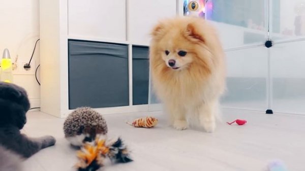 ПОБЕГ из ТЮРЬМЫ ЧЕЛЛЕНДЖ! КТО ПОСЛЕДНИЙ покинет ТЮРЬМУ ? ЗАПЕРЛИ КОШКУ, СОБАКУ и ЕЖА на 24 часа