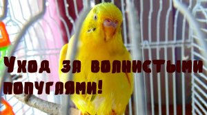 Уход за волнистыми попугаями. С чего следует начать при покупке волнистого попугая. Часть 1