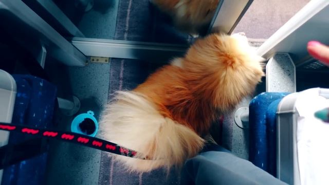 КОТИК И ПЕСИК ЕДУТ В ПОЕЗДЕ вместе с ЕЖИКОМ | ЕЖИК В ПОЕЗДЕ | ПЕРЕЕЗД НА ПОЕЗДЕ С КОШКОЙ И СОБАКОЙ смотреть онлайн