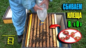 БЕЗ ЭТОЙ ОБРАБОТКИ КЛЕЩ ВАРРОА УБЬЕТ ПЧЕЛИНЫЕ СЕМЬИ. ПЧЕЛОВОДСТВО 25-35