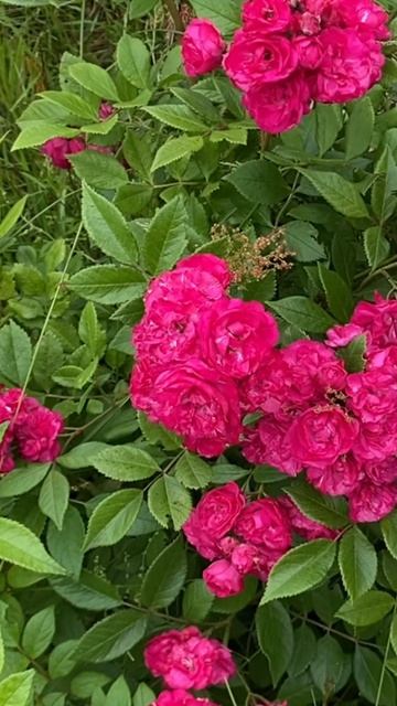 Роза Динки | Ростов-на-Дону | Small Gardens