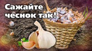 Как посадить озимый чеснок. Советы опытного садовода