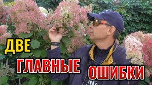 Эти ДВЕ ошибки при обрезке погубят ваши метельчатые гортензии 🌸