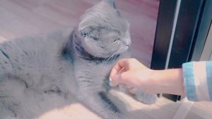 КОШКА МЕСЯЦ НЕ ВИДЕЛА ХОЗЯЙКУ | ВСТРЕЧА КОШКИ С ХОЗЯЙКОЙ - РЕАКЦИЯ КОШКИ