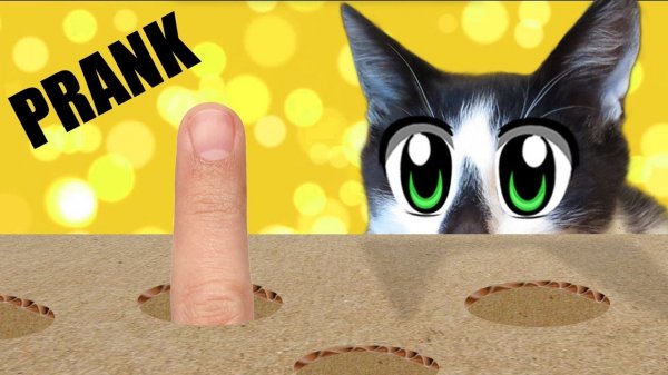 НОВЫЕ ПРАНКИ НАД КОТАМИ! [2018]