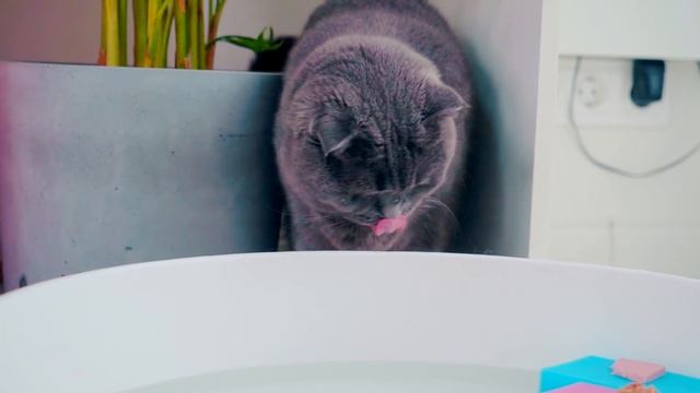 Стали РЫБАКАМИ на 24 Часа ! *Челлендж для КОТОВ и СОБАК* - Киса Баттерс и Шпиц Элис смотреть онлайн