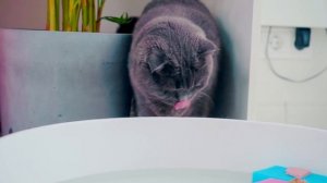 Стали РЫБАКАМИ на 24 Часа ! *Челлендж для КОТОВ и СОБАК* - Киса Баттерс и Шпиц Элис