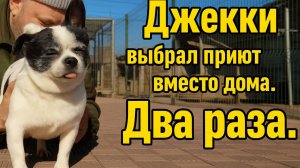 Не каждая собака мечтает уйти из приюта. История Джекки
