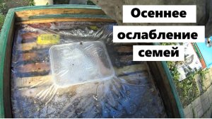 Осеннее ослабление семей.