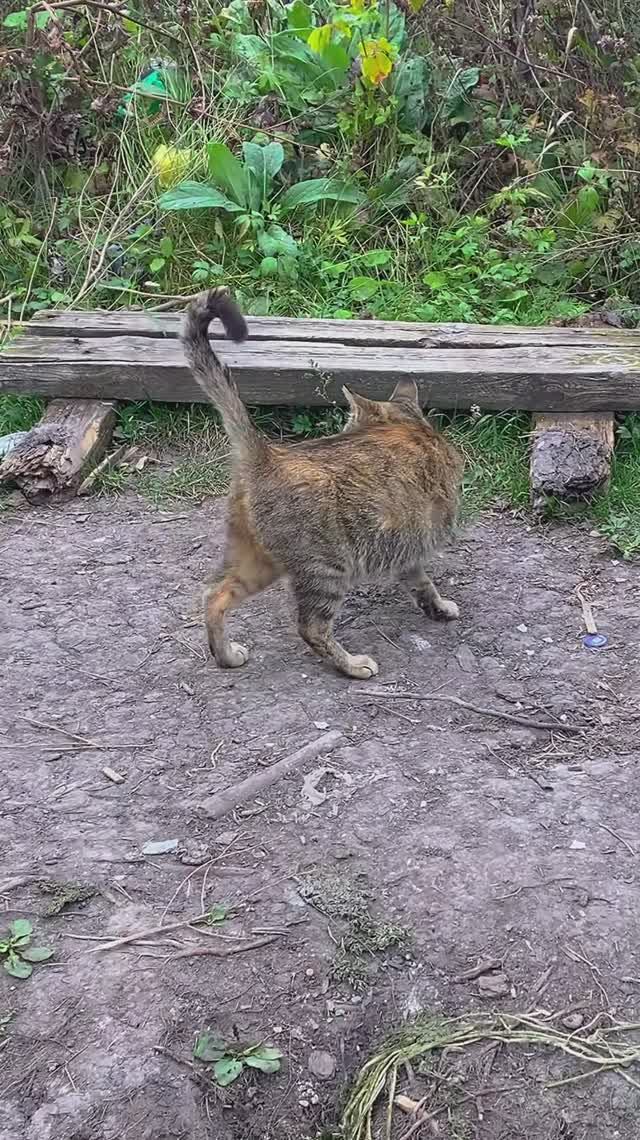 Ну что, поймал? Кошка поджидает рыбака!😼🐟#кошкаждет #рыбалка #кошачьидела смотреть онлайн
