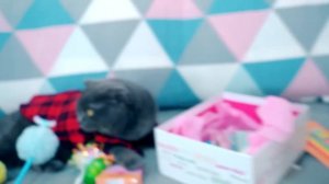 Кошечка Баттерс И Шпиц Элис ИДУТ В ШКОЛУ | Канцелярия в Школу - BACK TO SCHOOL