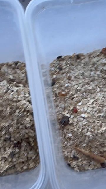 #ants #муравьи #spider #насекомые #муравьинаяферма #ремонт #юмор #beekeeper #animals #bee