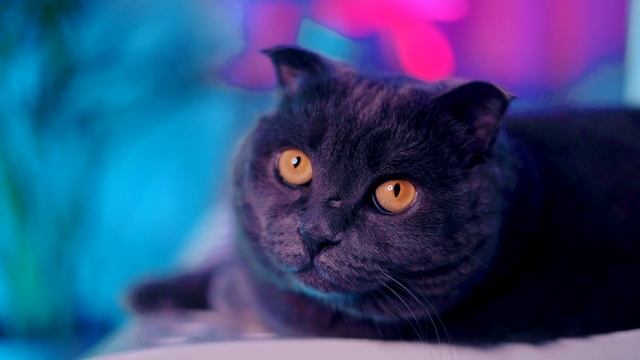 ХАГГИ ВАГГИ И КАРТУН КЭТ - ФАНФИКИ ОТ КИСЫ БАТТЕРС | ИСТОРИЯ КАРТУН КЭТА смотреть онлайн