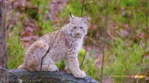 #Коран#АльАнам#СамыеКрасивыеМеста#Relaxation##Islam#Quran#AlAnam#Minshawiy #4кВидео#18часть#