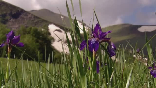 Георг Фридрих Гендель – George Frideric Handel. Аллилуйя (хор из оратории «Мессия») смотреть онлайн