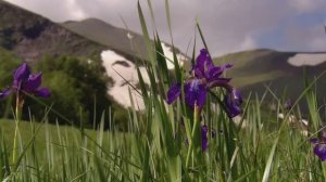 Георг Фридрих Гендель – George Frideric Handel. Аллилуйя (хор из оратории «Мессия»)