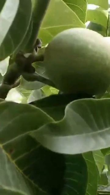 Скороплодный грецкий орех Идеал Россия. Small Gardens