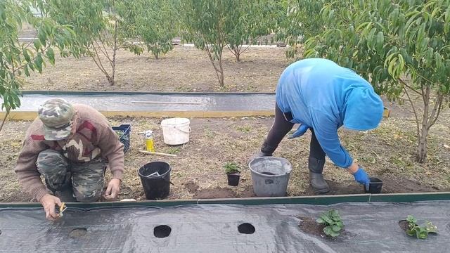 Сажаем Викторию. Новая будка для собак. Что будет с домом в деревне? смотреть онлайн