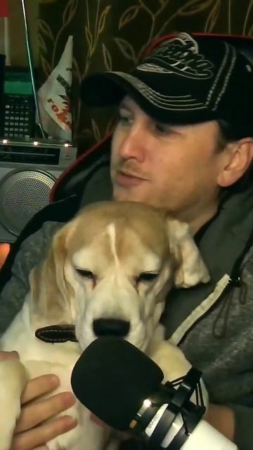 Спят усталые игрушки ) #beagle #dog #gamestream