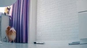 ТАЙНАЯ ЖИЗНЬ ДОМАШНИХ ЖИВОТНЫХ - ПОСТАВИЛИ КАМЕРЫ ПО ВСЕЙ КВАРТИРЕ | ЧТО ОНИ ДЕЛАЮТ КОГДА ОДНИ?