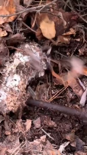 ПОХОЖЕ КРОВАТЬ ЦАРСКОГО ВРЕМЕНИ НАШЁЛ