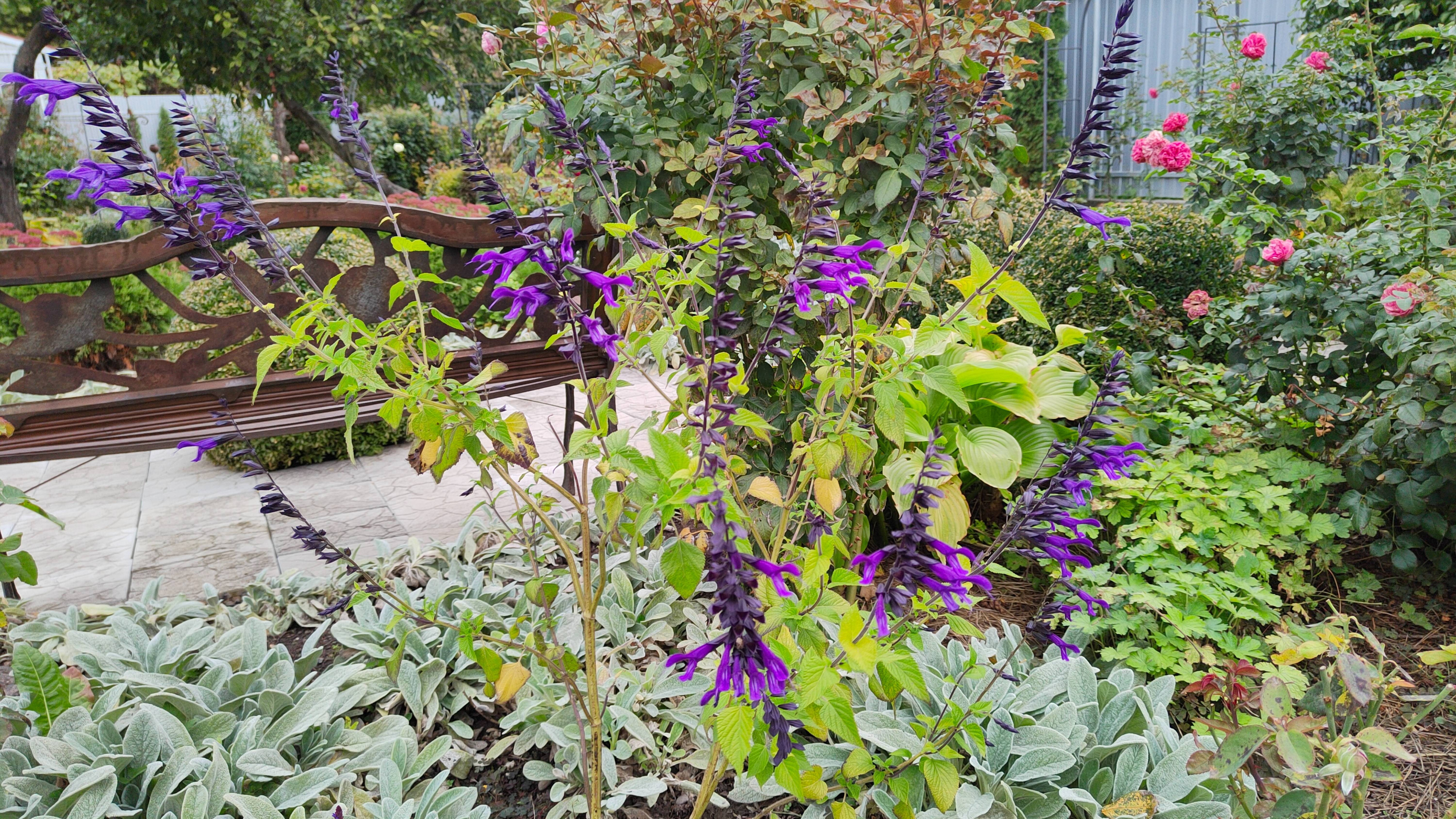 Сальвия 'Amistad' или шалфей 'Амистад' в моём саду 02.10.2025 г. Птяигорск смотреть онлайн