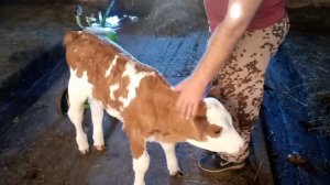 Уборка у телят/Перевели коров на сено/Первые снежинки