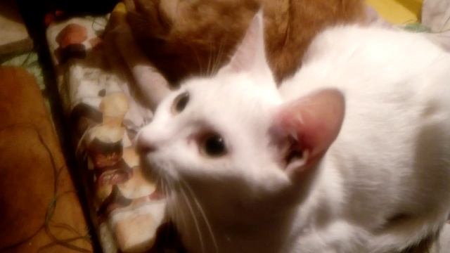 Кошки нашли лежбище на ... холодильнике смотреть онлайн