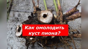 Как омолодить куст пиона и получить море новых бутонов?!