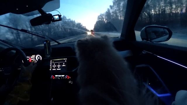 24 часа В МАШИНЕ С КОШКОЙ И СОБАКОЙ | Еще Одно Путешествие Кошечки Баттерс и Собачки Элис смотреть онлайн