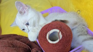 Влог за три дня. Ну как без помощницы?👌🧶😉