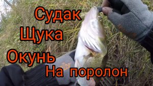 Вся РЫБА на ПОРОЛОНКУ. Джиг с берега на реке.