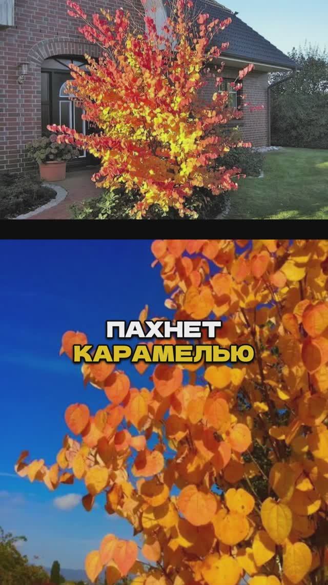 ОСЕННИЙ САД, которому ЗАВИДУЮТ соседи! 🍂😍 смотреть онлайн