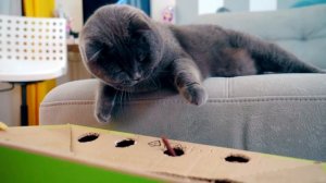 3 СМЕШНЫХ ПРАНКА над КОТАМИ и СОБАКАМИ | СМЕШНЫЕ ИДЕИ ДЛЯ РОЗЫГРЫША | РЕАКЦИЯ БАТТЕРС И ЭЛИС