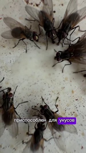 ВЫ ТОЧНО НЕ ЗНАЛИ ЭТОГО О МУХАХ | Интересное о животных