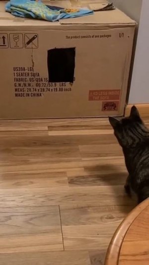 Я такой же осёл, как и Вы, сэр